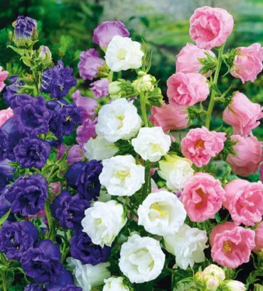 Hortus Canterburry bells Mix