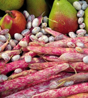 Red Pole Bean (ریڈ پول بین)