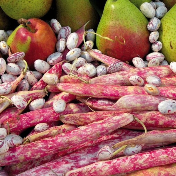 Red Pole Bean (ریڈ پول بین)
