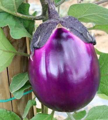 Imported Aubergine (Italian Eggplant)