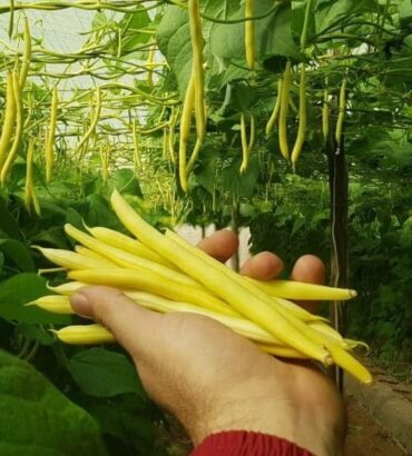 Yellow Pole Bean (ییلو پول بین)