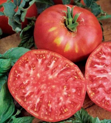 Brandywine Pink Tomatoes (برینڈی وائن ٹماٹر)