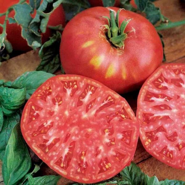 Brandywine Pink Tomatoes (برینڈی وائن ٹماٹر)