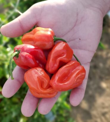 Habanero Peppers (ھبانیرو پیپرز)