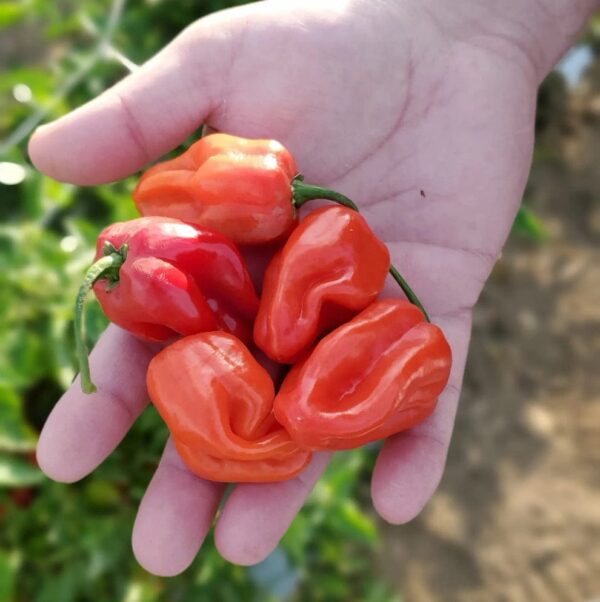Habanero Peppers (ھبانیرو پیپرز)