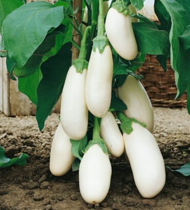 Eggplant Bottle (لمبا سفید بینگن)