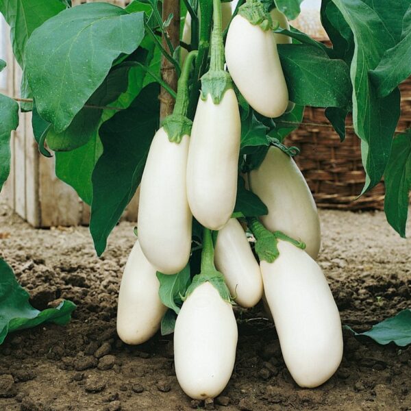 Eggplant Bottle (لمبا سفید بینگن)