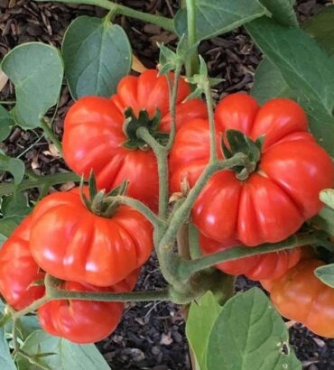 Costoloto tomatoes (کوسٹو لوٹو ٹماٹر)