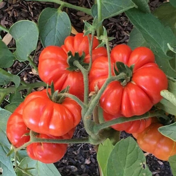 Costoloto tomatoes (کوسٹو لوٹو ٹماٹر)