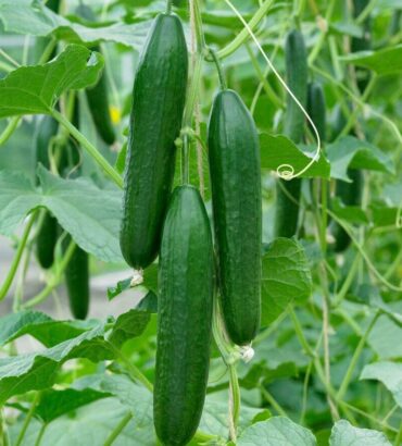 Cucumber (کھیرا) F1 Hybrid