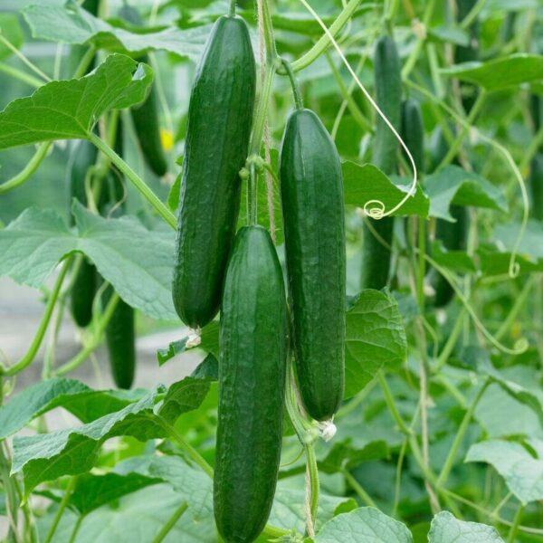 Cucumber (کھیرا) F1 Hybrid