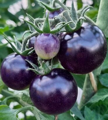 Black Cherry Tomatoes (بلیک چیری ٹماٹر)
