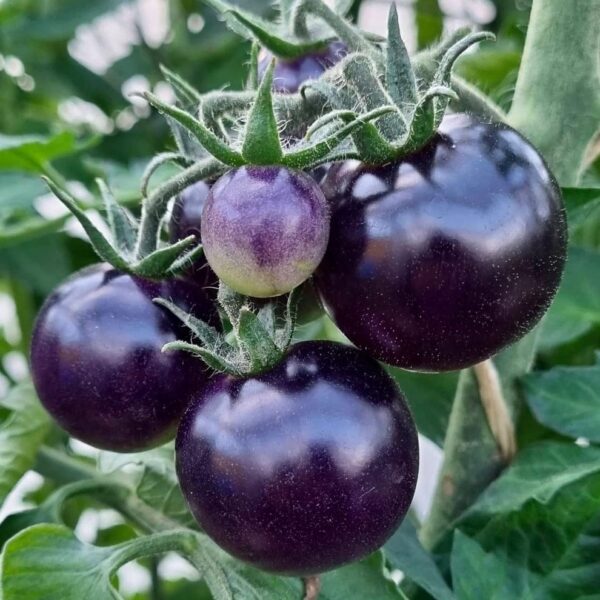 Black Cherry Tomatoes (بلیک چیری ٹماٹر)