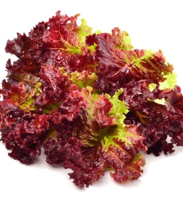 Red Lettuce (لال سلاد) F1 Hybrid