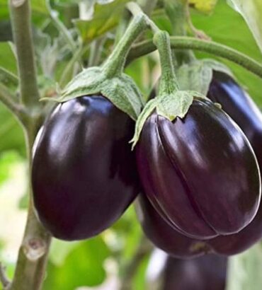 Round Brinjal (گول بینگن) F1 Hybrid