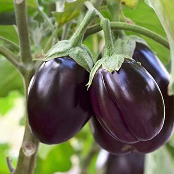 Round Brinjal (گول بینگن) F1 Hybrid