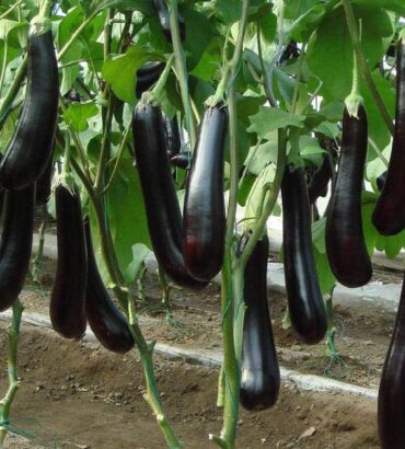 Bottle Brinjal (لمبا بینگن) F1 Hybrid