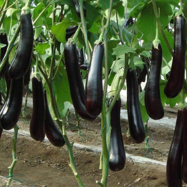 Bottle Brinjal (لمبا بینگن) F1 Hybrid