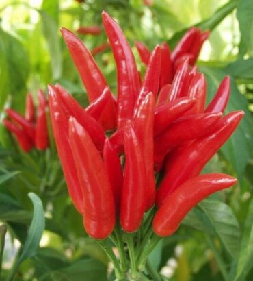 Skyline Chili (سکاٰٰٰٰٰئی مرچ) F1 Hybrid