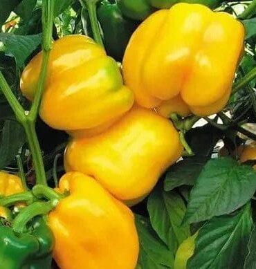 Yellow Capsicum (ییلو شملہ) F1 Hybrid