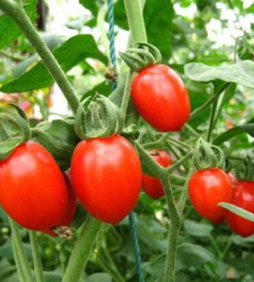 Tomato Determinant (ٹماٹر) F1 Hybrid