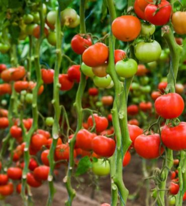 Tomato indeterminant (بیل ٹماٹر) F1 Hybrid