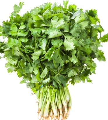 Coriander (دھنیہ) F1 Hybrid
