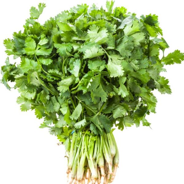 Coriander (دھنیہ) F1 Hybrid