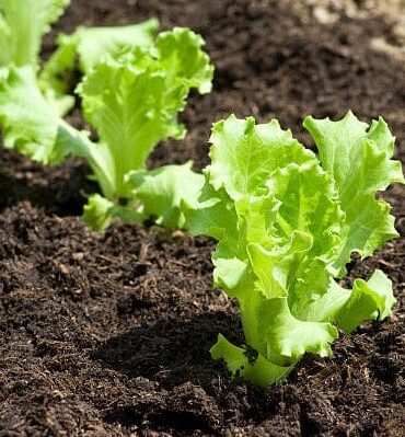 Leafy Lettuce (سلاد پتہ)