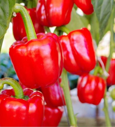 Red Capsicum (لال شملہ)