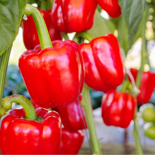 Red Capsicum (لال شملہ)