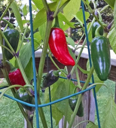 Red Jalapeno (ریڈ جیلوپینو)