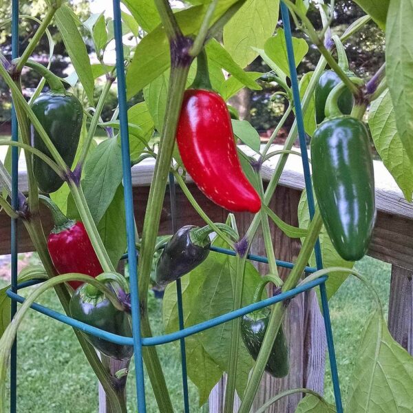 Red Jalapeno (ریڈ جیلوپینو)
