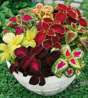 Coleus Rainbow Mix