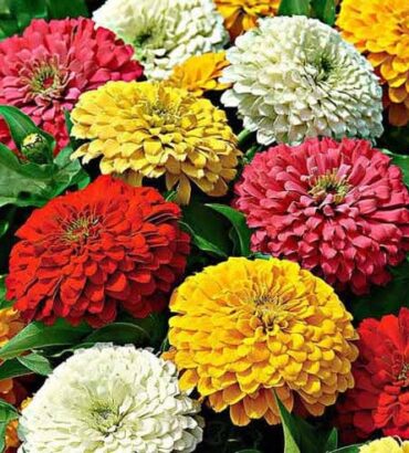 Zinnia Super Yoga Mix