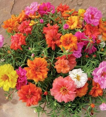 Portulaca Grandiflora Mix