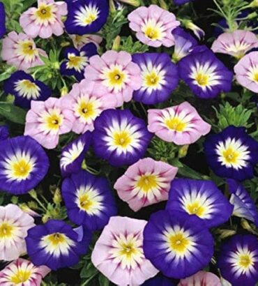 Convolvulus tricolor Minor Mix