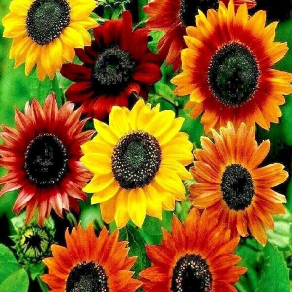 Sunflower Distinto Mixture Dwarf