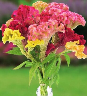 Celosia Cristata Cockscomb Tall