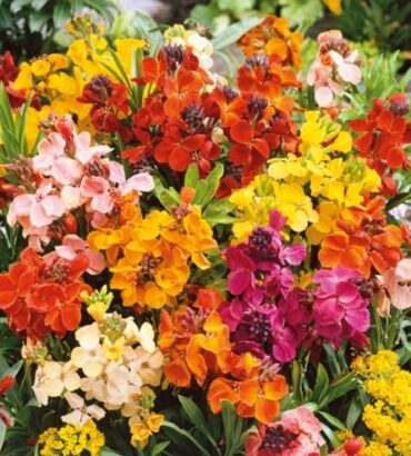 Cheiranthus Tom Thumb Dwarf Mix