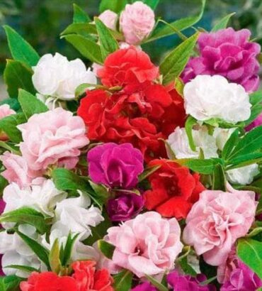Impatiens Balsam Double Mix