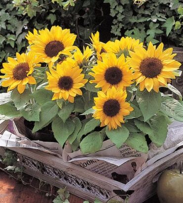 Sunflower Yellow Pygmy Dwarf