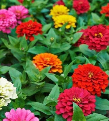 Zinnia Elegans Dahlia Mix