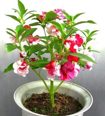 Impatiens Tom Thumb Dwarf