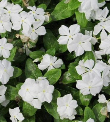Vinca Pure White Dwarf