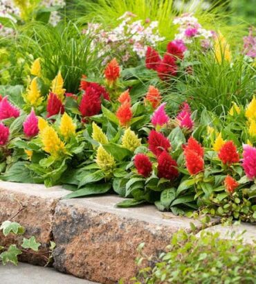 Celosia Pulmosa Dwarf Mix