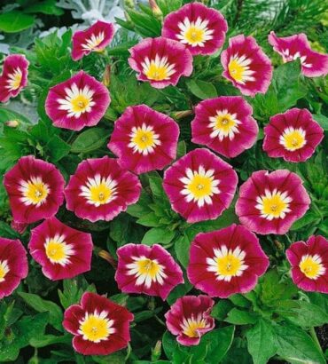 Convolvulus tricolor Minor Red