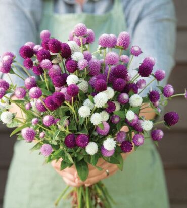 Gomphrena Tall Mix