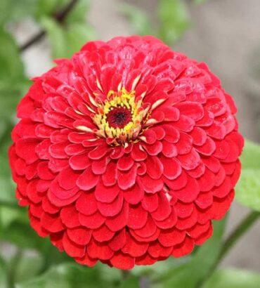 Zinnia Elegans Red Dwarf