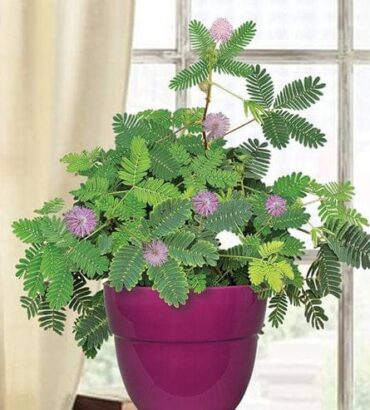Mimosa Touch Me Not Dwarf